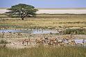 218 Etosha NP, springbokken